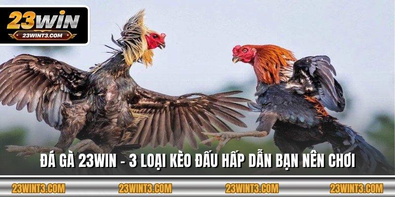 Đá Gà 23WIN - 3 Loại Kèo Đấu Hấp Dẫn Bạn Nên Chơi